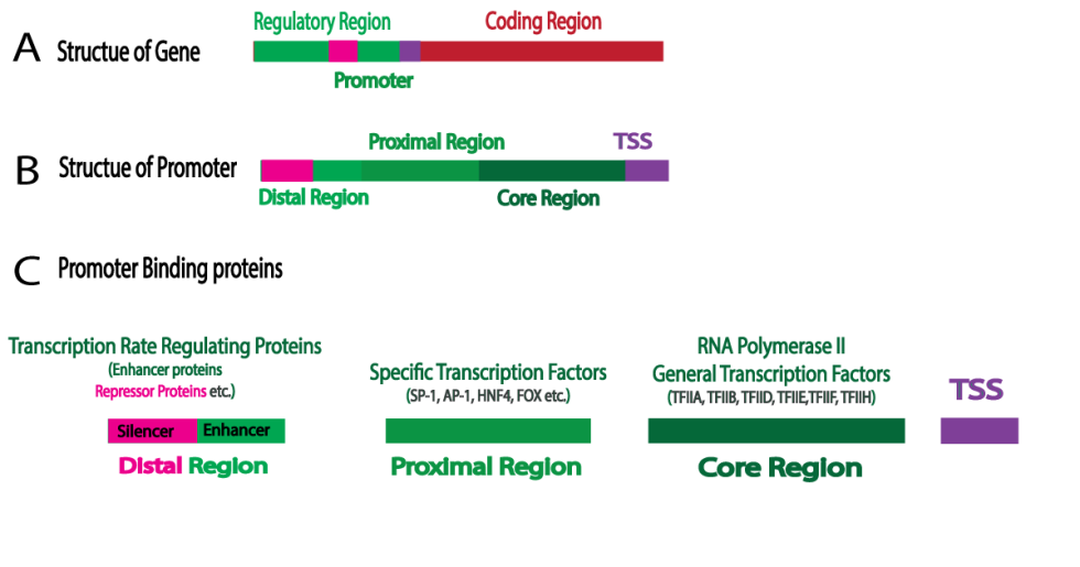Promoter of a Gene: Basic Structure and Function in Eukaryotic Cells ...