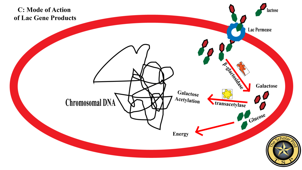 Mode of Action of Lac Operon Genes Products