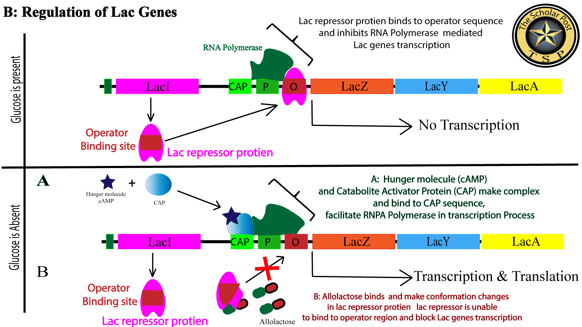 The Lac Operon A Comprehensive Study to Its Structure and Mechanism
