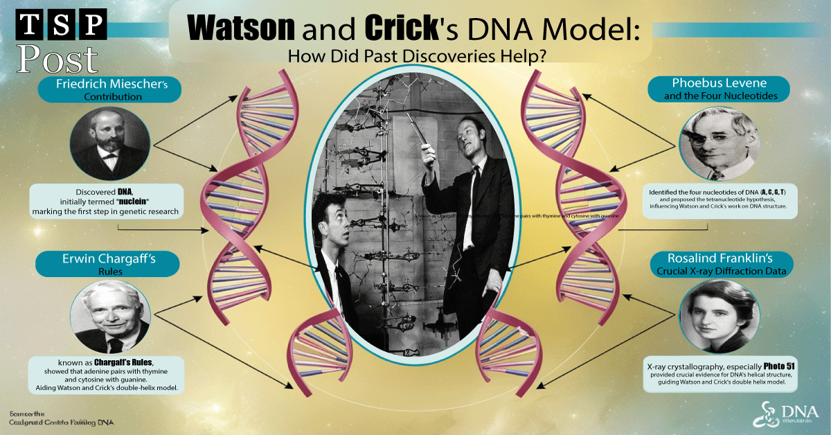Watson and Crick's DNA Model: How Did Past Discoveries Help?