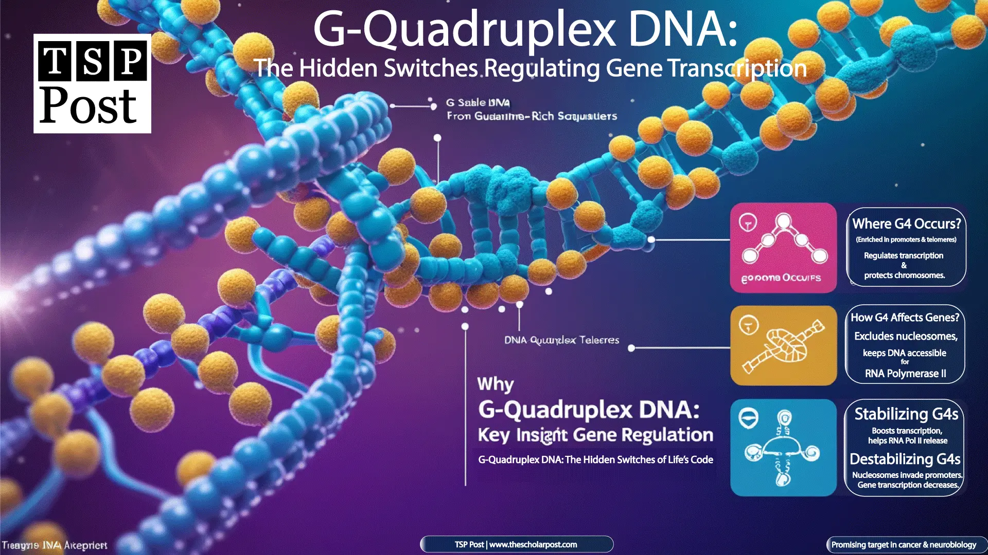 G-Quadruplex-DNA-The-Hidden-Switches-Regulating-Gene-Transcription